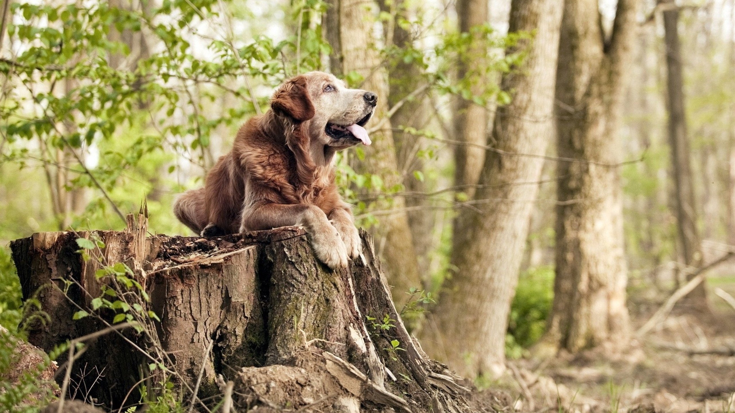 转会截止日总结:五大联赛最热门的五大交易!,五大联赛转会投入榜