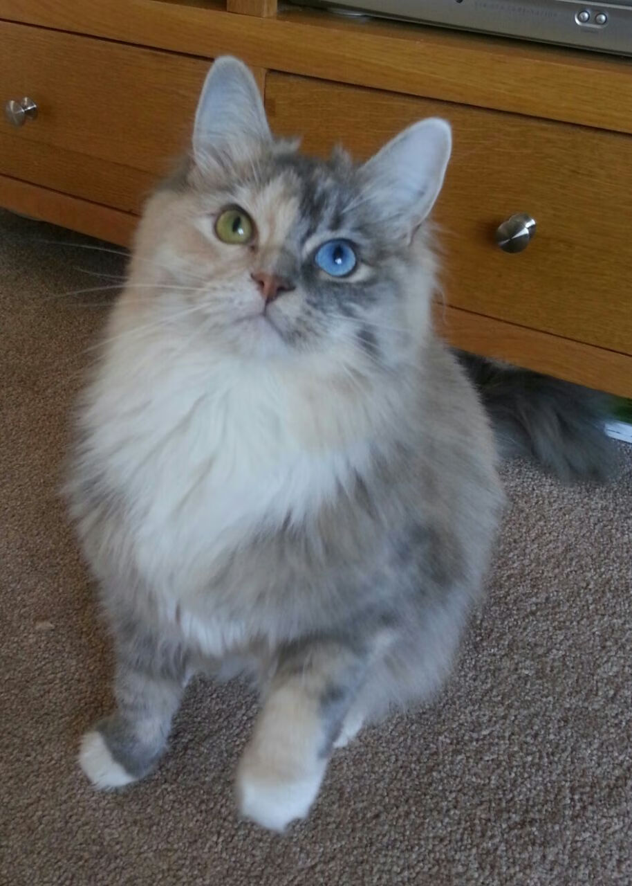 AIYOUXI.COM-EDG季中赛表现抢眼，edgskt季中赛决赛