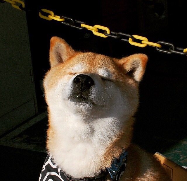 佛罗伦萨足球俱乐部在近期比赛中表现出色，佛罗伦萨球队主场