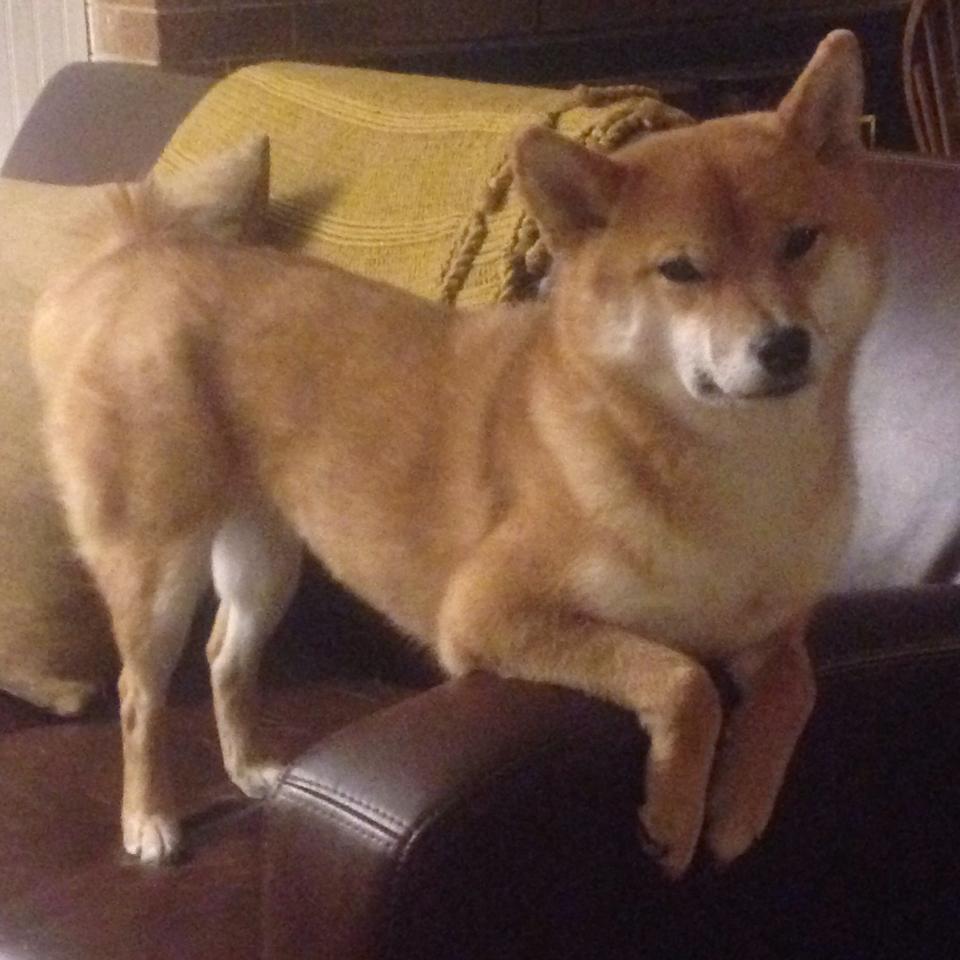 爱游戏体育平台-意大利女子排球队在四分之一决赛中战胜中国队，意大利国家女子排球队