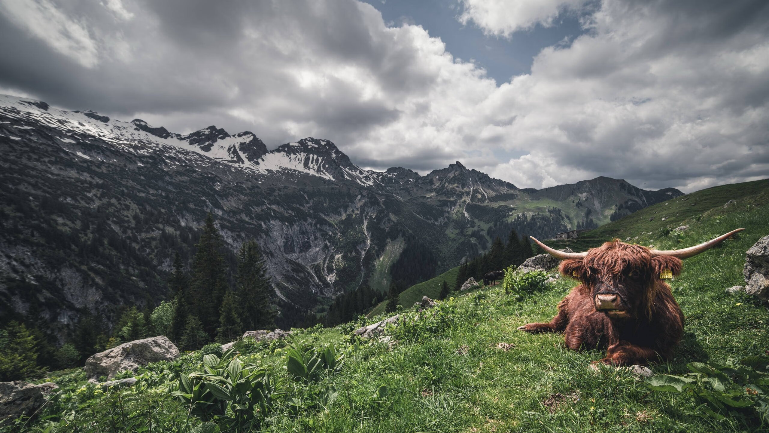 爱游戏体育（AYX）官方APP下载-电竞直播内容审核标准制定及执行中的问题与对策，电竞主播要求