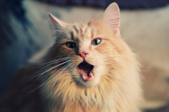 爱游戏官方-非洲球员连续进球，成为球队最佳射手，非洲球员排名