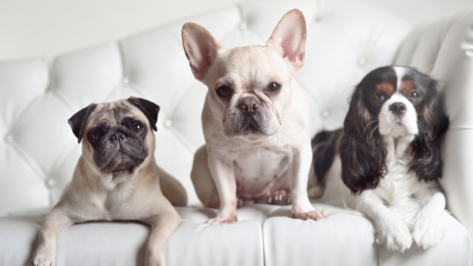 世界自由搏击争霸赛中国勇士登顶