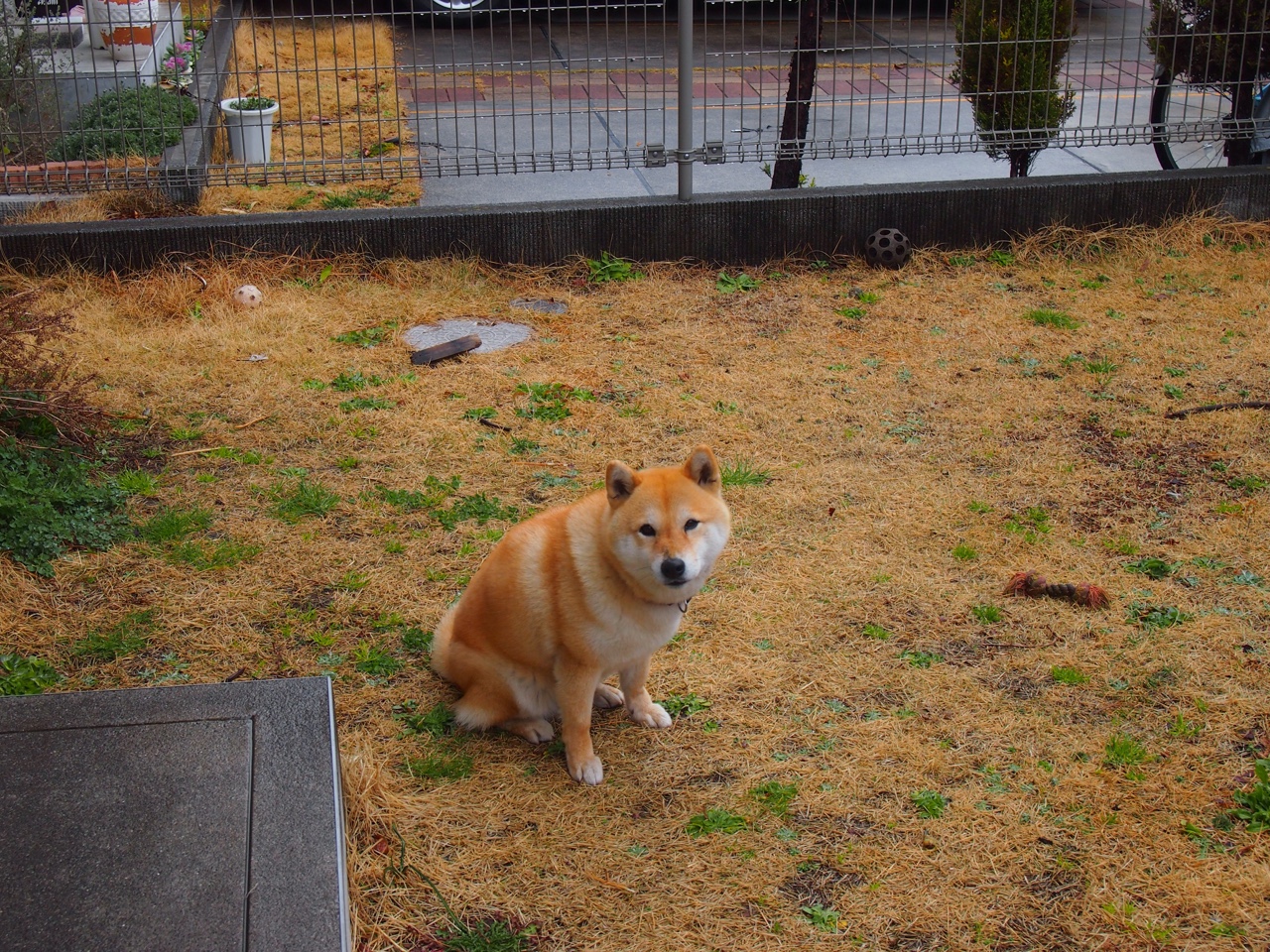 世界青少年足球锦标赛现场气氛火爆——未来之星诞生,青少年国际足球锦标赛