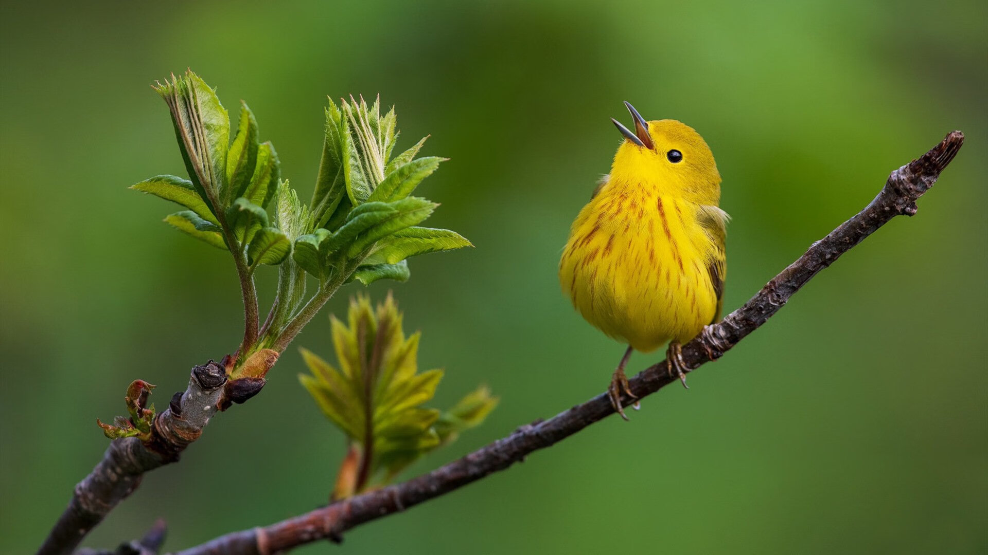 中国篮球教练员技术发展路径与挑战,2021中国篮球教练员培训