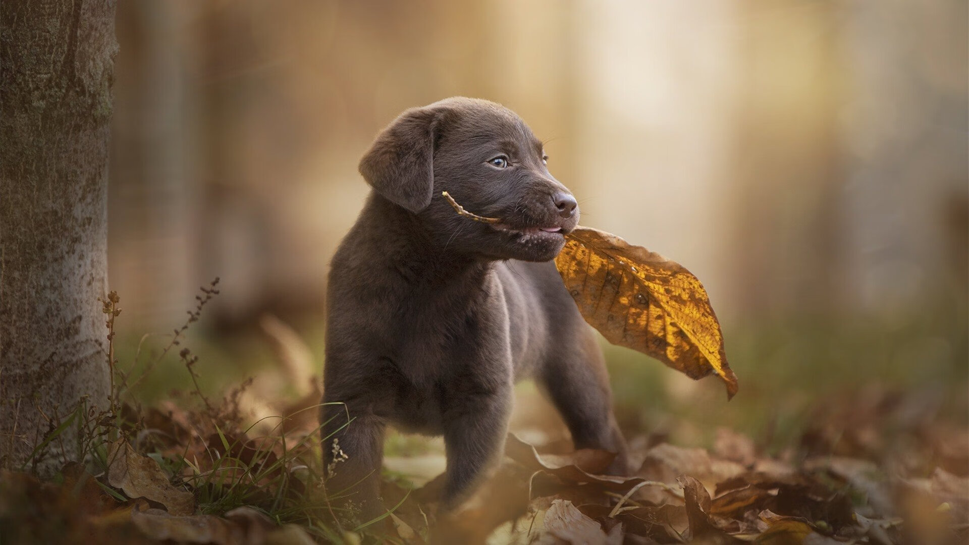女子射击世界杯中国一日两金,女子射击决赛