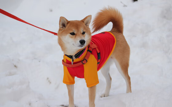 篮球专项技能训练规范体系建设与应用，篮球专项训练方法和手段