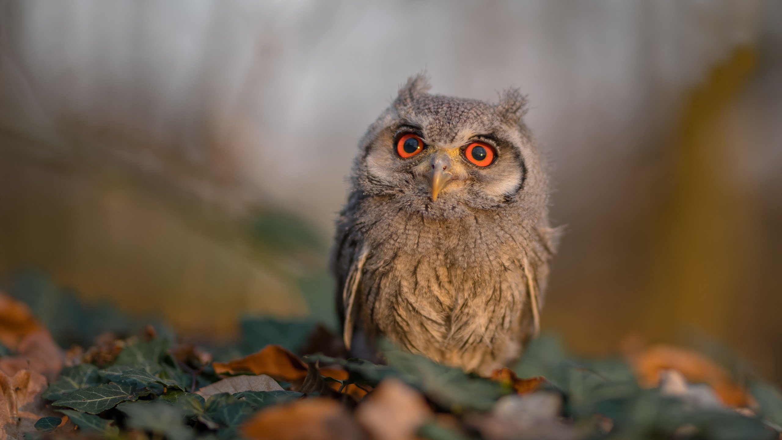 “宽板滑水:马鞍山赛场展现水面上的高空飞跃”