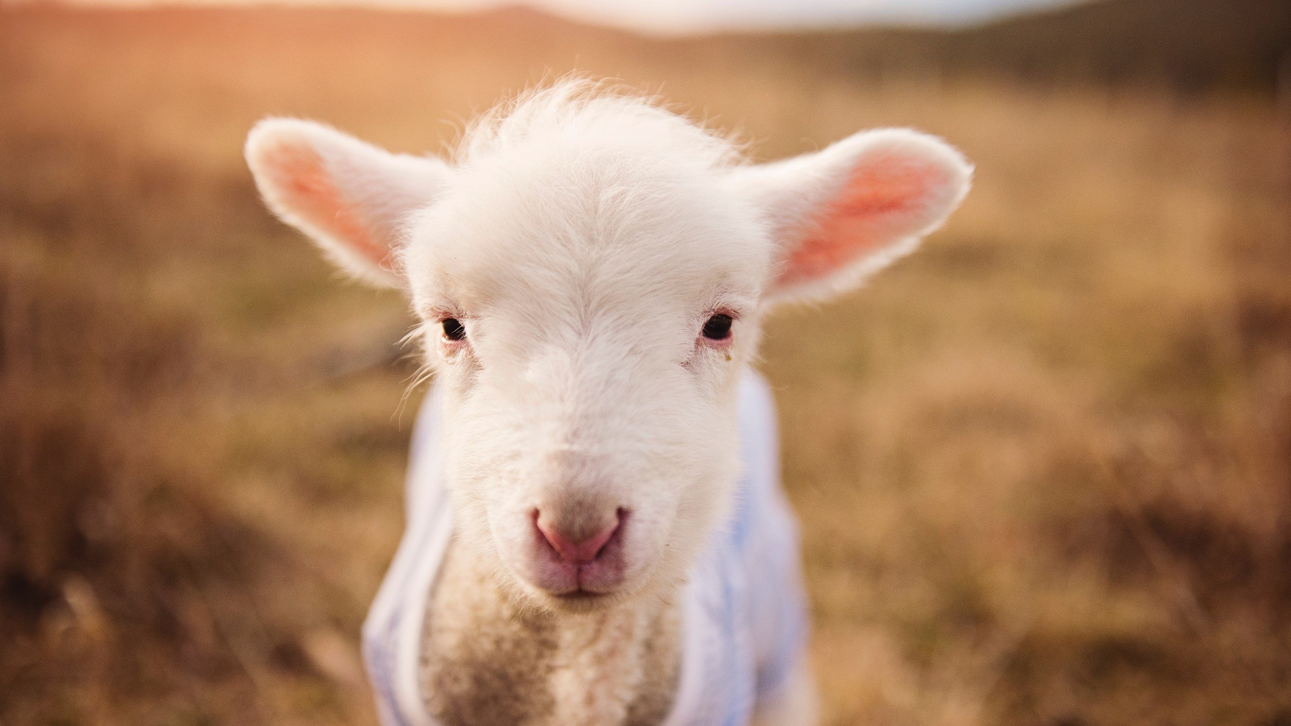 爱游戏app下载-球队节奏过快是否易导致防守轮转混乱，篮球节奏型球员
