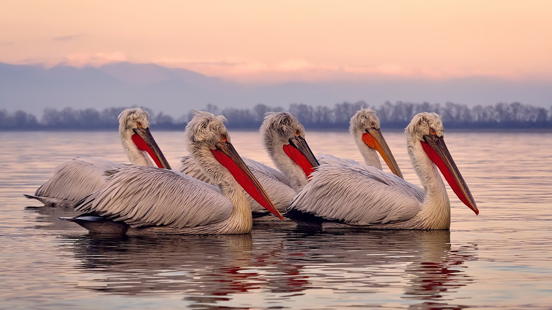 联盟中最被低估的防守球员名单,联盟防守效率球队排名