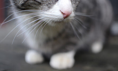 青训教练权威性是否受到制度保障,青训教练是什么意思