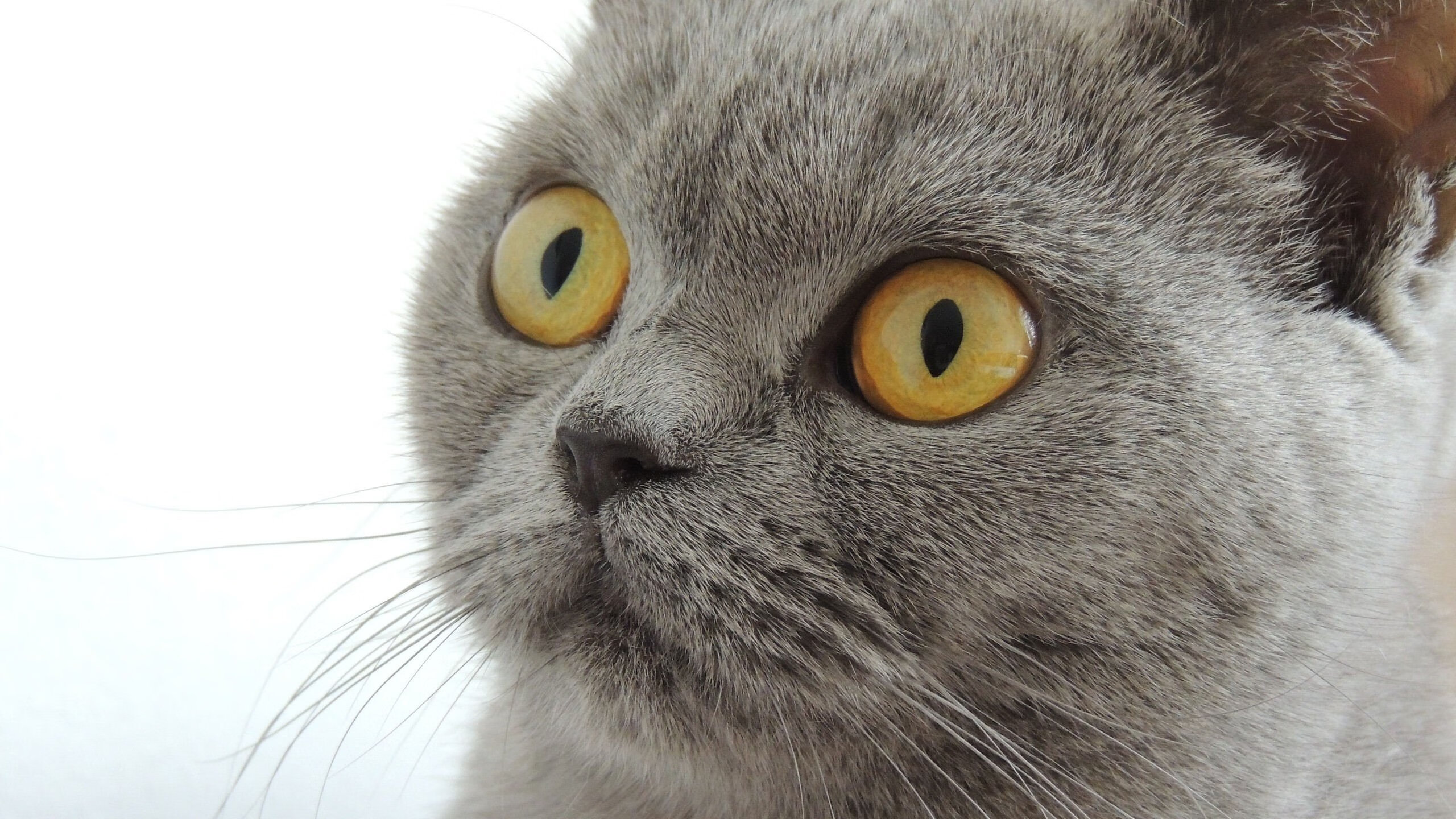 高节奏球队是否更易打出大比分领先,节奏大么