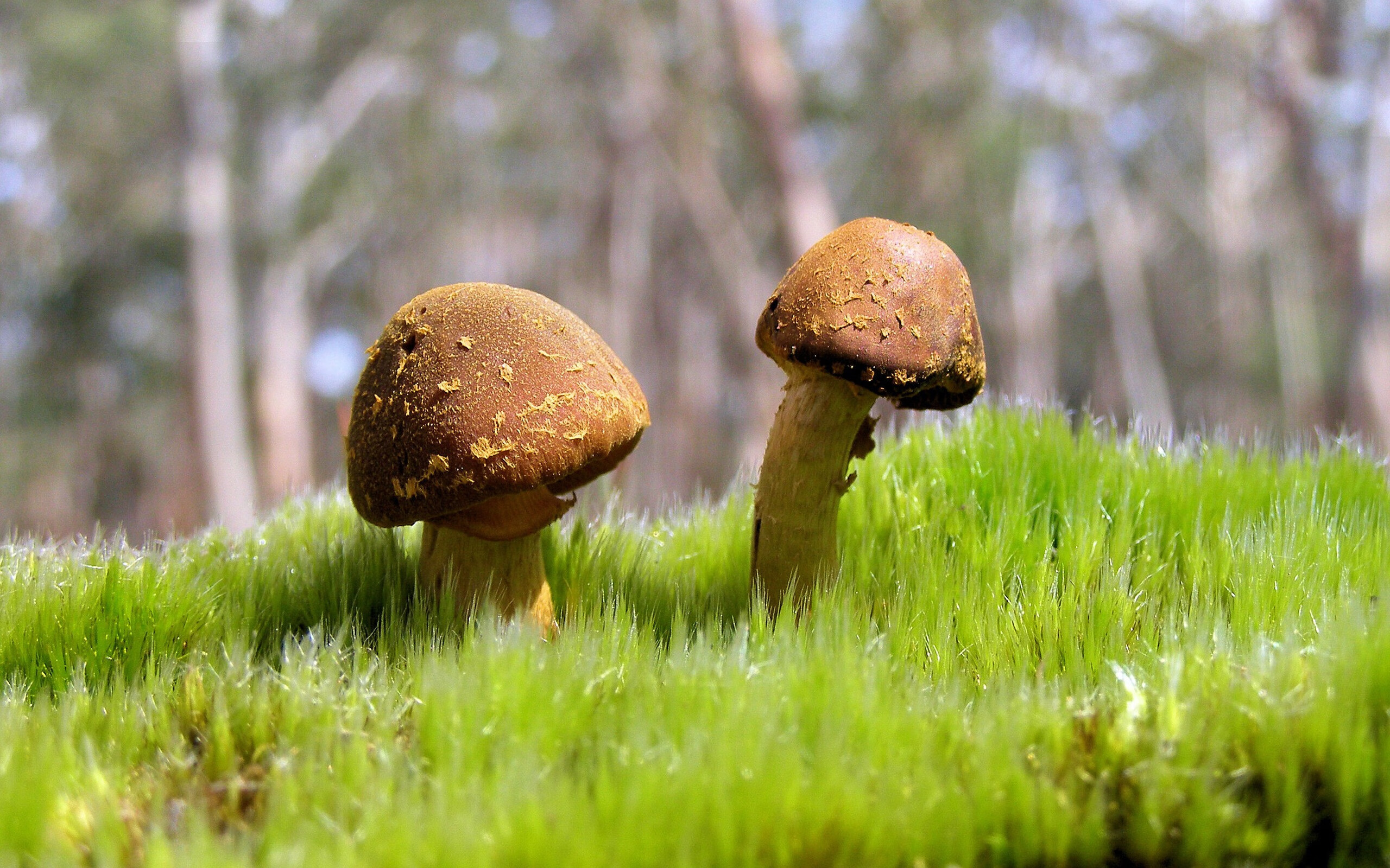 世界五人制足球锦标赛即将开赛,世界五人制足球锦标赛即将开赛时间