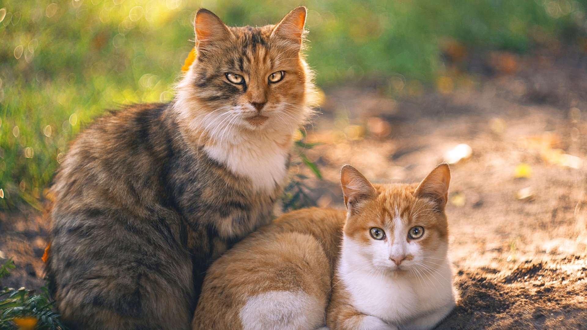 德甲强强对决：攻守兼备，精彩连连！，德甲对抗