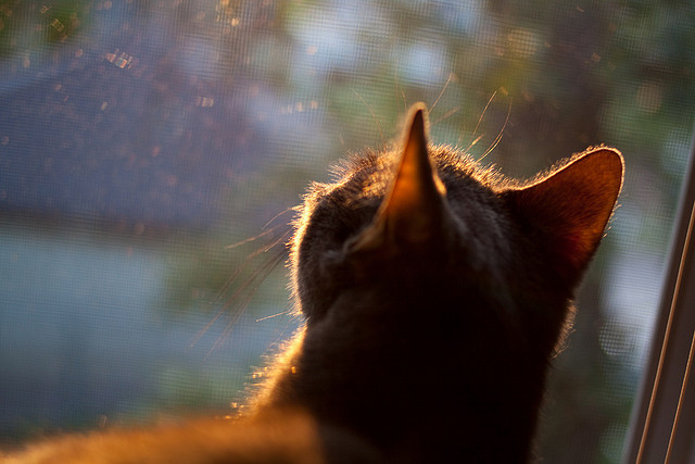 新赛季赛程正式公布多项焦点对决引发媒体提前关注，新赛季比赛