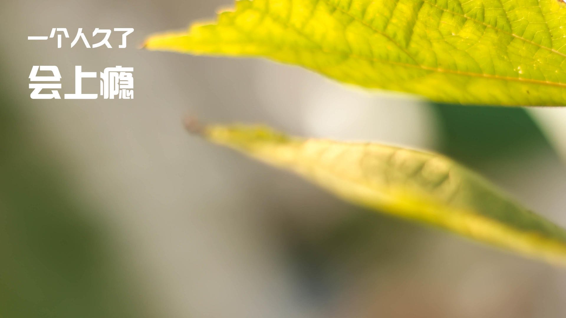 爱游戏下载-跳水动作完成度高荷兰获高分，荷兰跳水女运动员